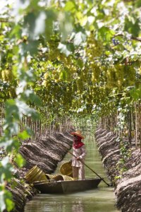 The ‘Floating Vineyards’ of Thailand