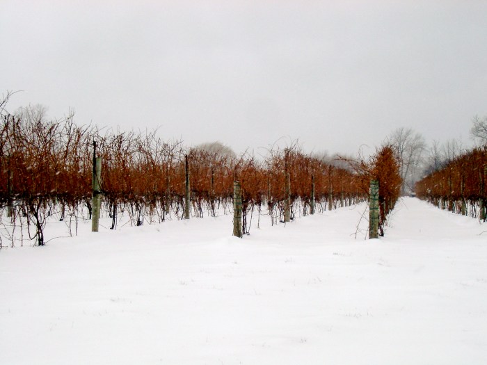 The Ice Vines of Canada