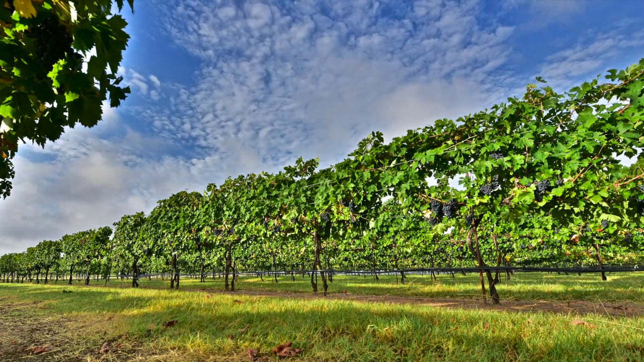 THE BEST OF TEXAS HILL COUNTRY WINERIES